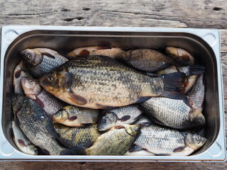 Freshly caught golden carp in a metal basin. Russian river fish.