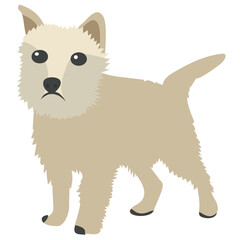 Fototapeta premiumThe smallest breed of chihuahua 