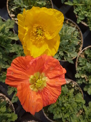 fr&uuml;hjahrsbl&uuml;her