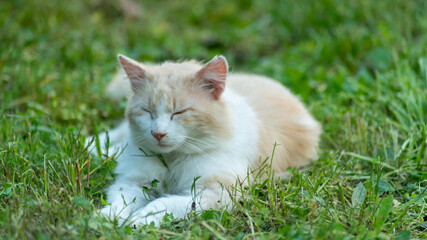 White and creamy long haired cat, lying in the lawn, eyes closed