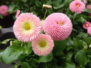 fr&uuml;hjahrsbl&uuml;her