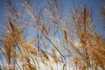 Fototapeta premium 秋空とススキ