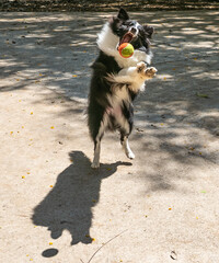 Shetland Shepherd playing with his ball