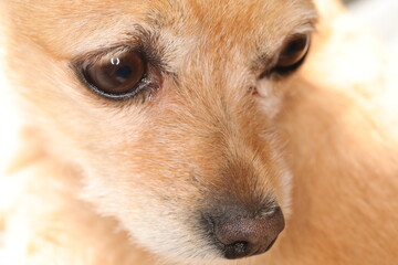 chihuahua close up