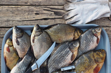 Fresh golden carp in a kitchen bowl ready to be scaled. Russian river fish on a wooden background.