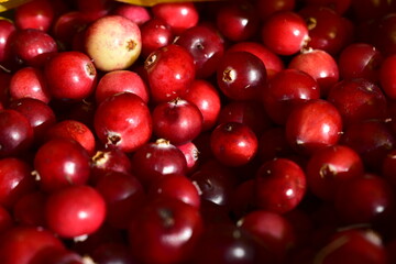 cranberries harvested from the swamp