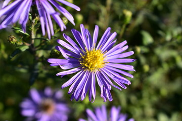 Obraz premium flower in the garden