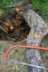 Obraz premium Uprooting old dry fruit tree in garden. Fallen apple tree lies next to hole. Axe, shovel and saw are the main tools used in uprooting. Renovation of the old garden. Close-up. Selective focus.