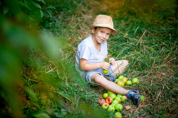 Naklejka na ściany i meble a five year old boy is sitting on the grass with apples in a garden with Apple trees