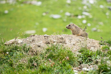 bébé marmotte dans le parc de la danoise, Alpes française