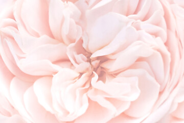 Pink unfocused rose petals, toned light blur background, pastel and soft flower card