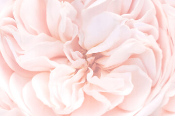 Fototapeta premium Pink unfocused rose petals, toned light blur background, pastel and soft flower card