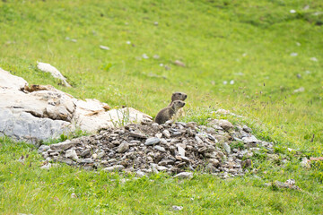 Marmottes devant leur terrier, Alpes française, parc de la Vanoise