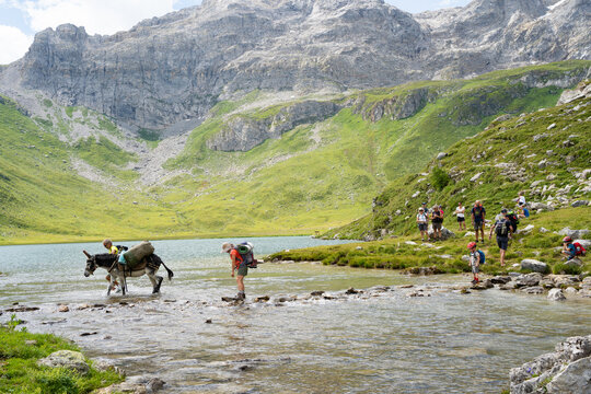 travers&eacute;e du lac de La Plagne avec les &acirc;nes , parc de la Vanoise, Alpes, France