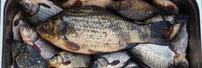 Freshly caught golden carp in a metal basin. Russian river fish.