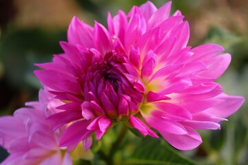 Bl&uuml;te einer Dahlie in pink