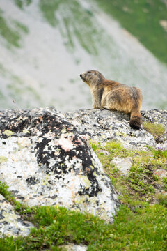 Marmotte dans le parc de la Vanoise