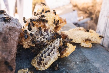 selective focus of bees around pieces of honeycomb