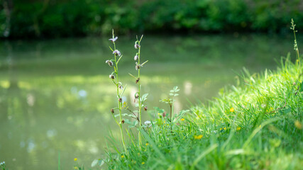 Close-up on a wild orchid, protected species, in spring	