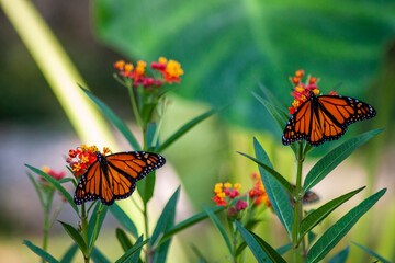 Two monarch butterflies on organe and yellow flowers against bokeh  background in garden © Susan Vineyard 