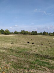 Fototapeta premium cows in the field