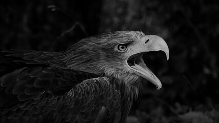 Black and white portait of Sea eagle (Haliaeetus albicilla)