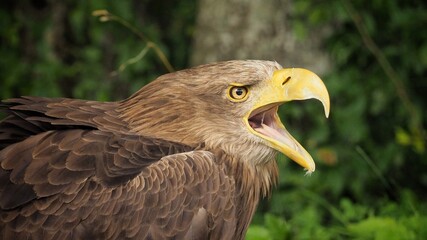 Portait of Sea eagle (Haliaeetus albicilla)