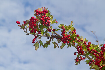 Branch of Common hawthorn, full of dark red berries, against the sky 