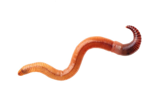Macro shot of red worm Dendrobena, earthworm live bait for fishing isolated on white background.