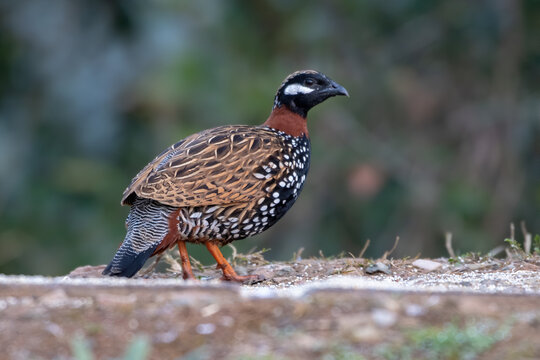 Male Black Francolin photographed in Sattal, India