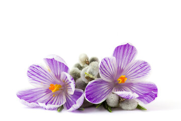 crocus flowers  and pussy willow twigs on white background