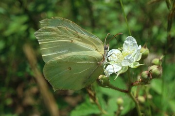 Butterfly (Gonepteryx rhamni) on a white field flower

