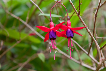 Blooming buds of pink fuchsia close up