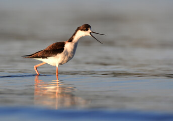 white-backed stilt (Himantopus melanurus ) screaming