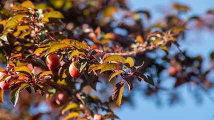 
Red prunus fruits, close up