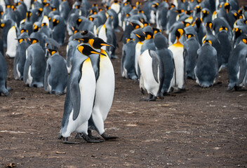 King Penguins at Falkland Islands