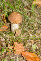 White mushroom in the forest grows on the grass