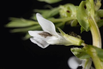 Broad bean flower, Vicia faba