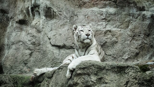 The white bengal tiger sits proudly on the stone.