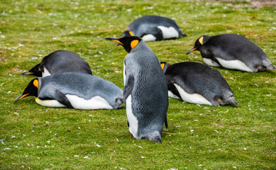 King Penguins at Falkland Islands