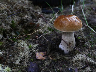 mushroom boletus in moss close to
