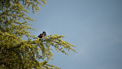 
Raven perched on top of a tree