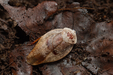 Porcelain Roach Gyna lurida