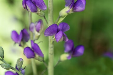 Flower of a blue wild indigo, Baptisia australis.