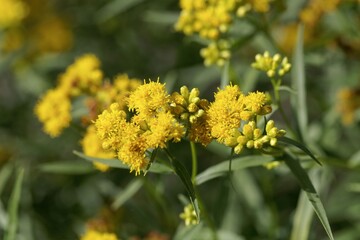 Flower of a grass-leaved goldenrod, Euthamia graminifolia