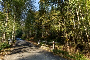 Asphalt road in the forest. Morning on the road in the woods. Country road in the Czech Republic. Light and shadow on the road.