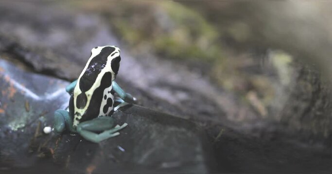 poisonous black yellow frog