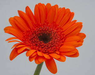 Beautiful Orange Gerbera