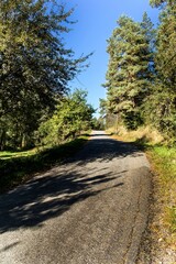 Asphalt road in the forest. Morning on the road in the woods. Country road in the Czech Republic. Light and shadow on the road.