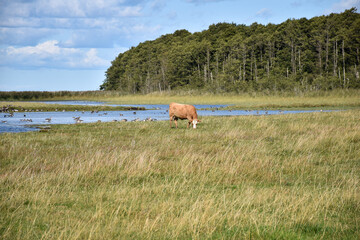 One cow grazing in a wetland in summer